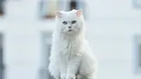 Top 10 Most Popular Cat Breeds for First-Time Owners