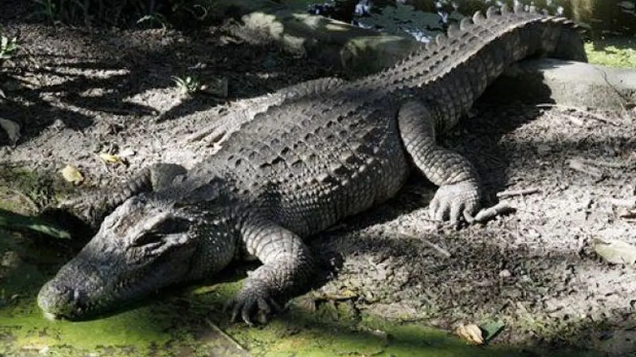 buaya-140213a.jpg