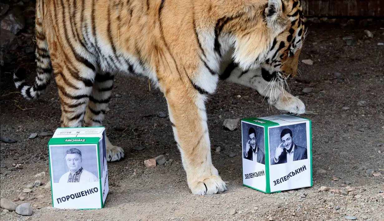 Harimau Bartek memilih kotak bergambar presiden Ukraina, Volodymyr Zelenskiy saat memprediksi pemilu presiden Ukraina di kebun bintang Royev Ruchey, Rusia (15/4). Kebun binatang ini menggunakan harimau untuk memprediksi pemenang pada pemilu presiden Ukraina mendatang. (Reuters/Ilya Naymushin)