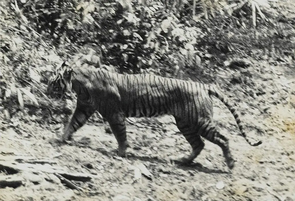 Belum lama ini, harimau Jawa dikabarkan terpotret berkeliaran di Taman Nasional Ujung Kulon, Jawa Barat. (Sumber foto: Nationalgeographic.id)
