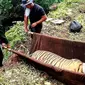 Harimau jantan yang terjebak kawat baja di hutan restorasi ekosistem di Riau. (Liputan6.com/Dok BBKSDA Riau/M Syukur)