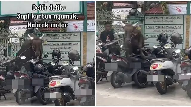 Viral Sapi Kurban Ngamuk Sampai Tabrak Motor yang Diparkir, Bikin Heboh