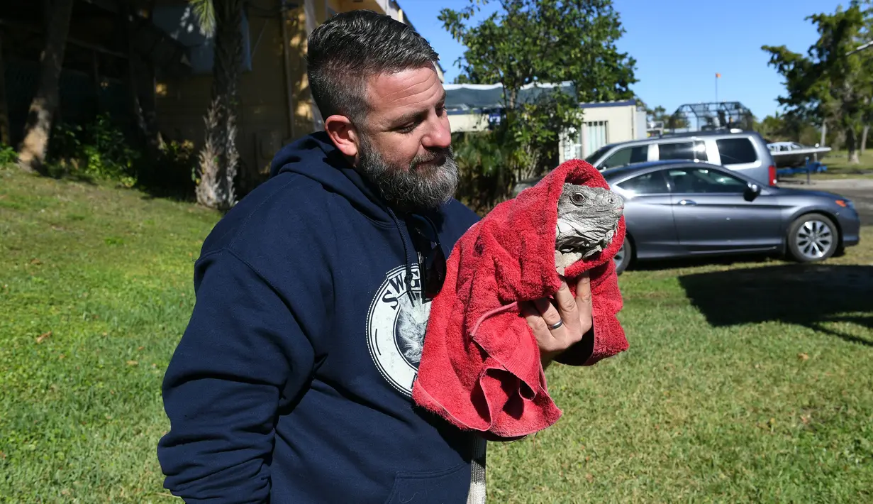 Petugas membungkus iguana yang kaku kedinginan dengan selimut di Taman Nasional Everglades, Florida, 6 Januari 2018. Suhu dingin dilaporkan anjlok hingga berkisar minus 0 - 50 derajat Celcius meluas di kawasan pesisir timur Amerika Serikat. (AP Photo)