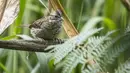 Seekor burung bertengger di pepohonan di bukit San Miguel, dekat Medellin, Kolombia, Kamis (18/5). Pada tanggal 17 Mei, Kolombia diumumkan sebagai juara Global Big Day, dengan 1.486 spesies burung. (AFP/JOAQUIN SARMIENTO)