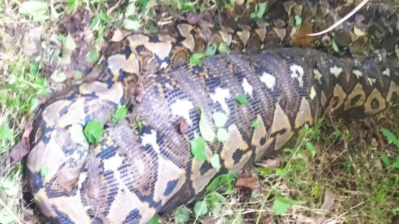 Ular piton yang menelan petani di Buton Selatan.