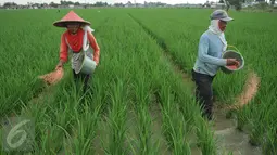 Petani memupuk tanaman padi di Karawang, Jawa Barat, Senin (4/7). Untuk mencapai target swasembada pangan 2016, pemerintah telah mengalokasikan anggaran sebesar Rp 20 triliun. (Liputan6.com/Gempur M Surya)