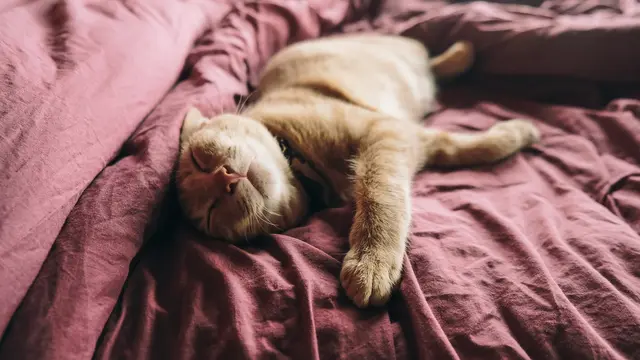 Masalah Sistem Pernapasan