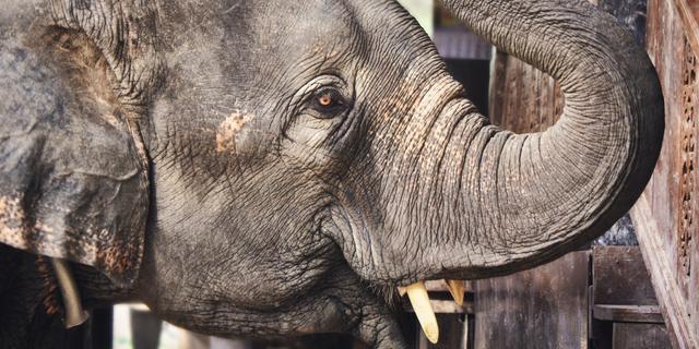 2 Destinasi Wisata di Bali Dituduh Menyiksa Gajah