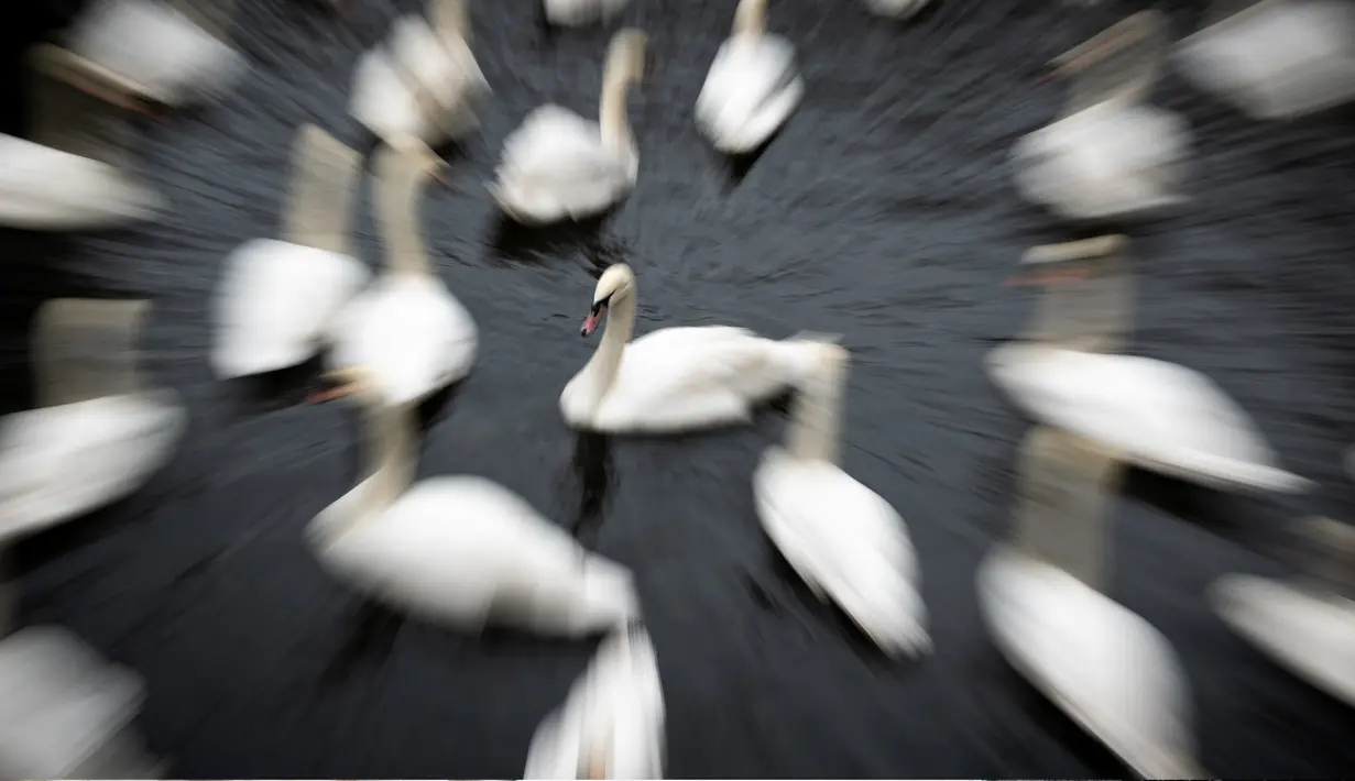 Kawanan angsa berada di sungai Alster sebelum dibawa menuju rumah musim dingin di kota Hamburg, Jerman, 20 November 2018. Angsa-angsa ini dipindahkan dari Sungai Alster agar dapat bertahan selama musim dingin. (DANIEL REINHARDT/DPA/AFP)