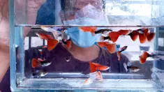Stiadi menunjukkan Ikan guppy atau Poecilia reticulata di Pondok Jagung, Tangerang Selatan, Kamis (10/8/2020). Sebanyak 25 jenis ikan guppy di budidayakan karena keindahan warna dan bentuk siripnya. (Liputan6.com/Fery Pradolo)