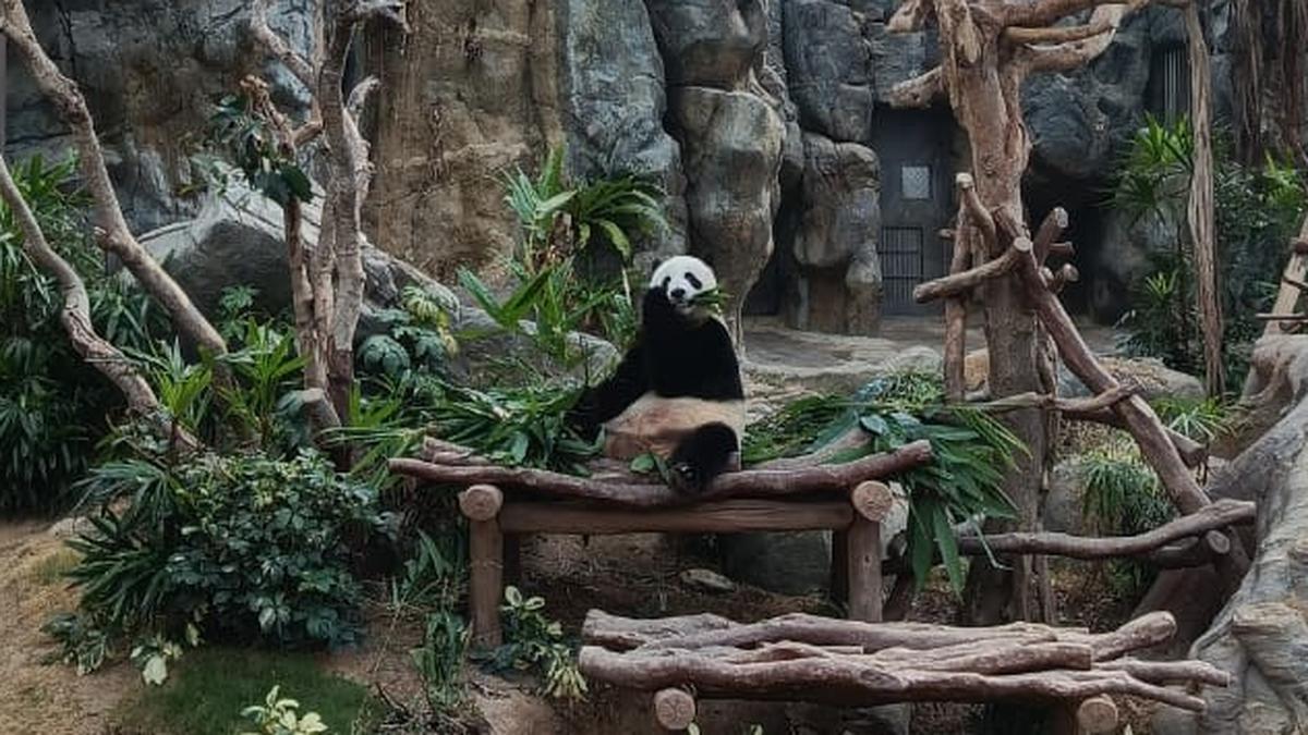 Laporan Liputan6.com dari Hong Kong, Mama Panda Juga Butuh Me Time