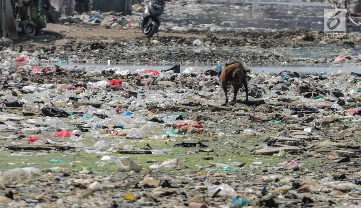 Seekor kambing mencari makan dari sampah rumah tangga di permukiman kumuh Muara Baru, Penjaringan, Jakarta, Selasa (3/9/2019). Sulitnya mencari rumput di Ibu Kota menyebabkan peternak membiarkan kambing-kambing mereka memakan sampah rumah tangga. (Liputan6.com/Faizal Fanani)