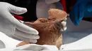 Arkeolog menunjukkan bejana pra-Hispanik yang ditemukan dalam penggalian di Kuil Kalasasaya, Tiwanaku, Bolivia, Rabu (18/9/2019). Arkeolog Bolivia menemukan bejana pra-Hispanik yang berusia lebih dari 400 tahun. (AP Photo/Juan Karita)