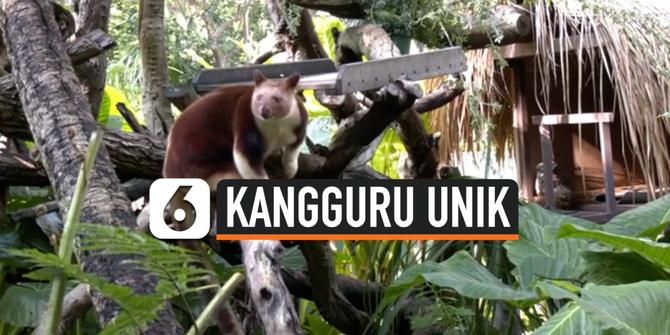 VIDEO: Unik, Kangguru Ini Bisa Memanjat Pohon Seperti Monyet