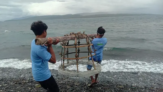 Proses transplantasi trumbu karang di pantai Bansring Banyuwangi (Istimewa)