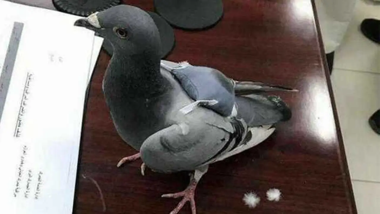 Membawa Ratusan Ekstasi, Burung Merpati Diciduk Polisi