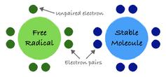               Elektron tidak berpasangan menjadikan radikal bebas tidak stabil dan sangat reaktif.