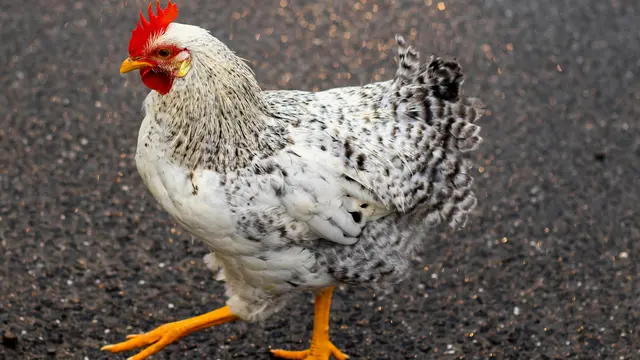 Ilustrasi ayam betina