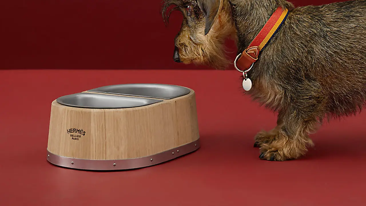 Hermes Bikin Mangkuk Makanan Anjing Mewah Seharga Rp18 Juta, Mau Beli?