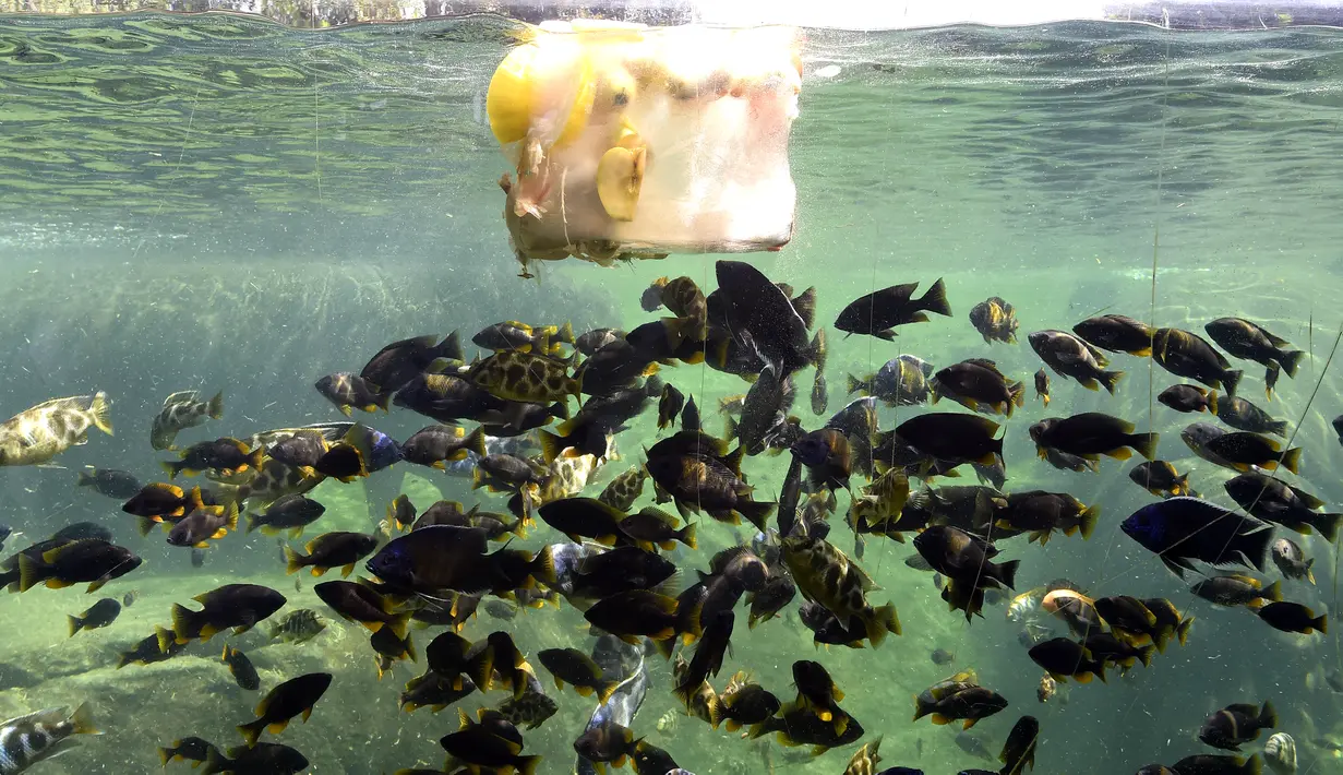 Sejumlah ikan menyerbu buah beku di kebun binatang Bioparc di Valencia, Italia (23/7). Pemberian makanan beku ini dikarenakan suhu panas yang melanda Italia. (AFP PHOTO / Jose Jordan)