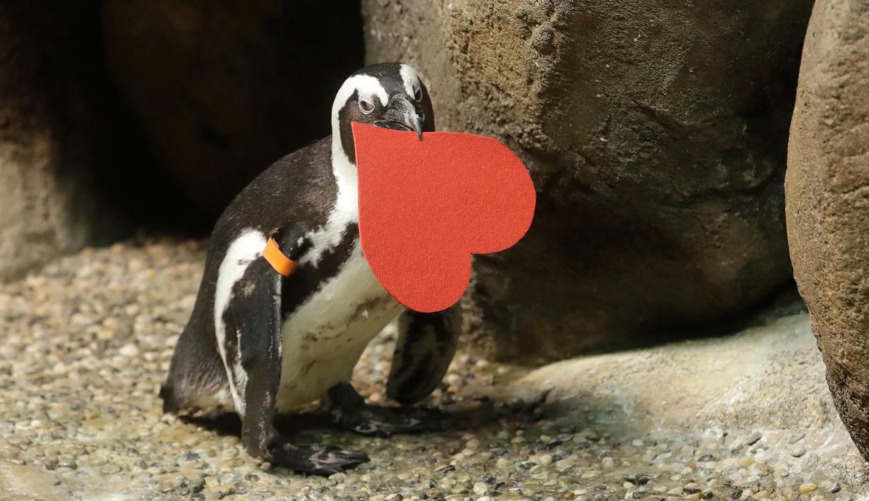 Penguin Afrika memegang kartu valentine berbentuk hati di Akademi Ilmu Pengetahuan California, San Francisco, Rabu (12/2/2020). Penguin secara alami membangun sarang menggunakan kartu ucapan dari bahan itu dan menarik lawan jenis untuk meningkatkan populasi mereka yang terancam punah. (AP/Jeff Chiu)