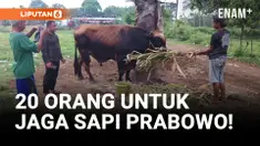 Pengaman Ekstra! Sapi Kurban Prabowo Dijaga 20 Orang!