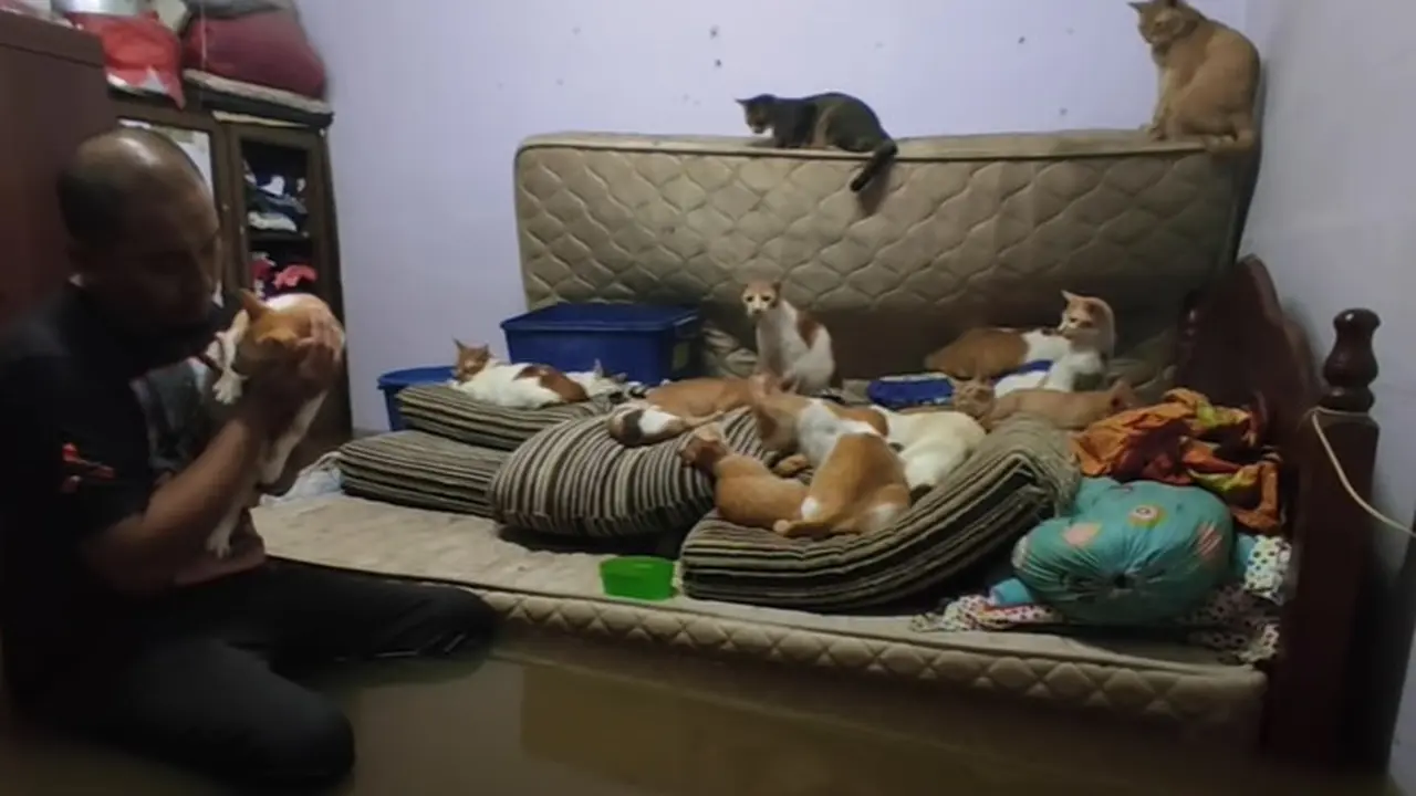 Tak Tega, Pria Ini Rela Berendam Air Banjir Demi Selamatkan 32 Kucingnya