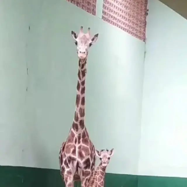 Imutnya Bayi Jerapah Afrika di Taman Safari Prigen Bernama Corona