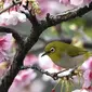 Seekor burung Pleci Jepang (Zosterops Japonicus) bertengger di sebuah pohon di Taipe, Kamis (9/3). Bodi imut dengan bulu yang cerah ditambah suaranya yang merdu membuat burung ini disukai banyak orang. (AFP PHOTO / Sam YEH)