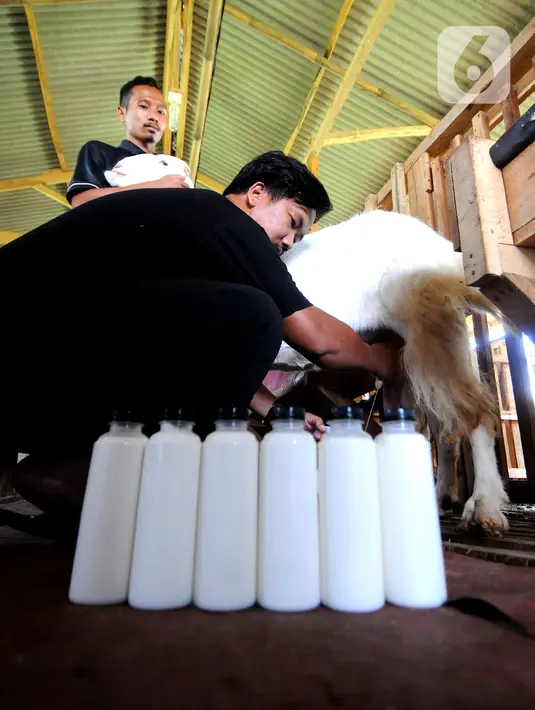 Peternak Fuad Farurahman memerah susu dari kambing peranakan Etawah di Jiwanta Farm, Cibeuteng Udik, Bogor, Jawa Barat, Kamis (8/4/2021). Berawal dari 40 ekor, dalam waktu setahun kambing bertambah menjadi 120 ekor dengan harga sekitar Rp 30 juta. (merdeka.com/Arie Basuki)