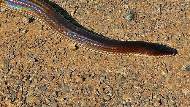 Ular Pelangi (Xenopeltis unicolor) (Wikimedia Commons)