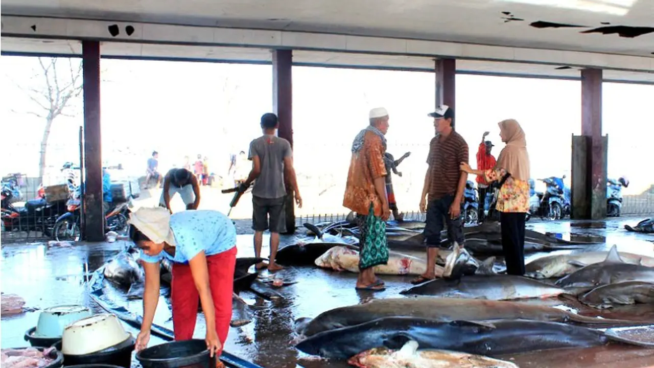 Lelang Ikan Hiu