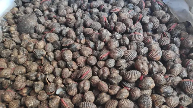 Kerang darah budidaya nelayan di Panipahan yang tembus pasar Thailand.