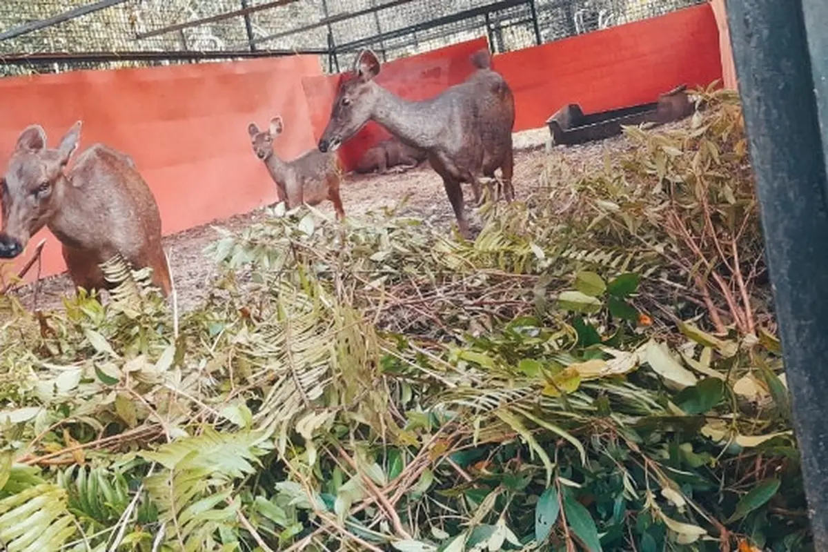 Rusa sambar yang dilepasliarkan oleh BBKSDA Riau setelah menerima penyerahan dari warga Kepulauan Meranti.
