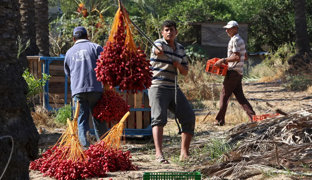Pekerja Palestina menurunkan buah kurma saat memanen dari pohonnya di perkebunan Al Zawayda, Jalur Gaza, Selasa (10/10). Hasil dari perkebunan ini digunakan memenuhi kebutuhan hidup warga di tengah perebutan wilayah perbatasan oleh Israel. (AP/Adel Hana)