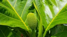daun sukun  (sumber: Pixabay)