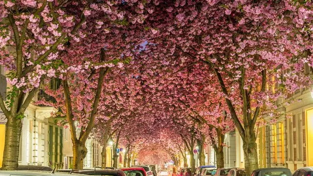 Tak Hanya Jepang, Potret Keindahan Bunga Sakura di 6 Negara Dunia Ini Bikin Takjub
