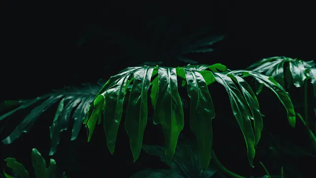 Monstera Pinnatipartita