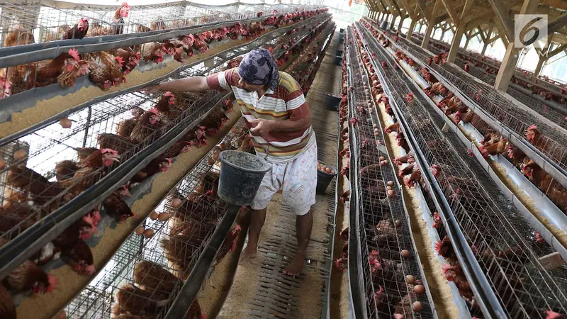 Peternak di Depok Ungkap Penyebab Tingginya Harga Telur Ayam