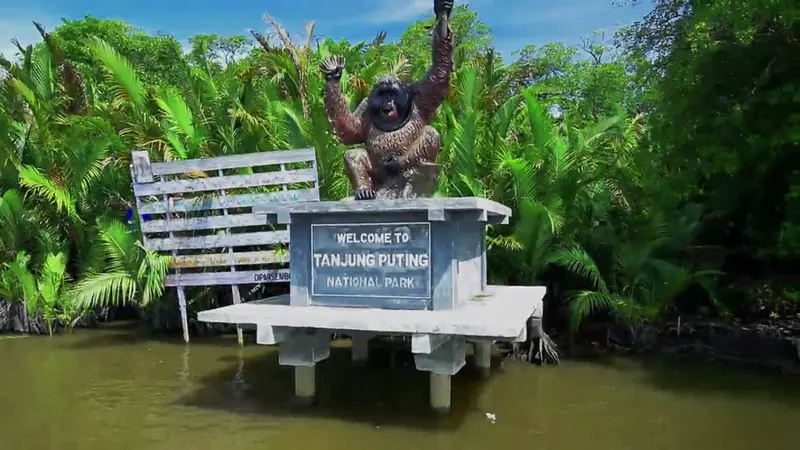 Berjumpa dengan Orangutan di Tanjung Puting, Kalimantan
