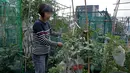 Seorang pekerja memanen sayur dan buah di sebuah kebun yang berada di atap gedung industri di Hong Kong, Minggu (18/3). Beberapa jenis sayur dan buah yang ditanam di antaranya tomat, selada, dan daun mustard China. (AP Photo/Kin Cheung)