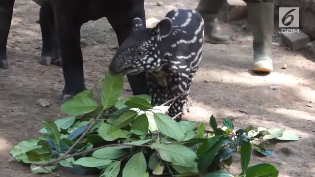 Kebun binatang Bandung mendapatkan keluarga baru, seekor bayi tapir lahir menjadi penghuni baru.