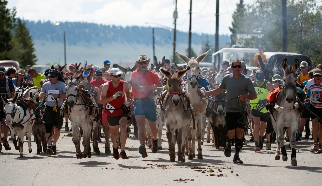 Sejumlah peserta berlari sambil membawa kedelainya saat permulaan lomba Pack Burro Race ke-69 di Fairplay, Colorado (30/7). Pack Burro Racing adalah olahraga asli negara bagian Colorado yang berakar kuat dari para penambang. (AFP Photo/Jason Connolly)
