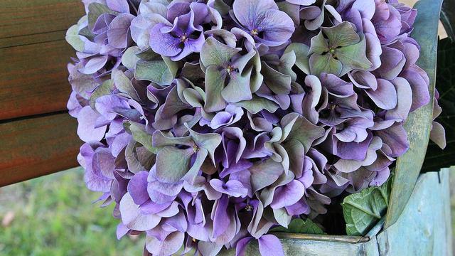 Hydrangea Flower (sumber: pixabay)