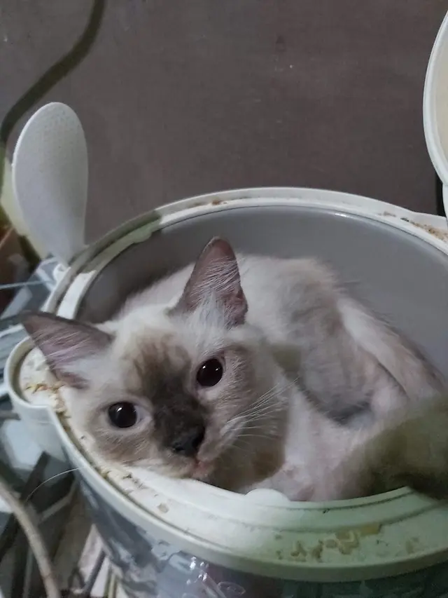 10 Potret Tempat Kucing Rebahan Ini Bikin Geleng Kepala, Enggak Habis Pikir
