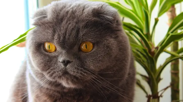 Jadi Peliharaan yang Tengah Naik Daun, Ini 10 Fakta Unik Kucing Scottish Fold