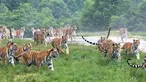 Sejumlah harimau Siberia di Taman Harimau Siberia Hengdaohezi di Kota Hailin, Provinsi Heilongjiang, China (17/7/2020). Dengan menerapkan langkah-langkah pencegahan dan pengendalian epidemi yang ketat, Taman Harimau Siberia Hengdaohezi dibuka kembali pada Jumat (17/7). (Xinhua/Zhang Chunxiang)