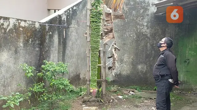 Pisang Raja Seribu Sepanjang 2 Meter Tumbuh di Pekarangan Warga Malang