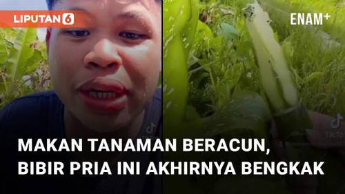 VIDEO: Nekat Makan Tanaman Beracun, Bibir Pria Ini Akhirnya Bengkak Tidak Karuan