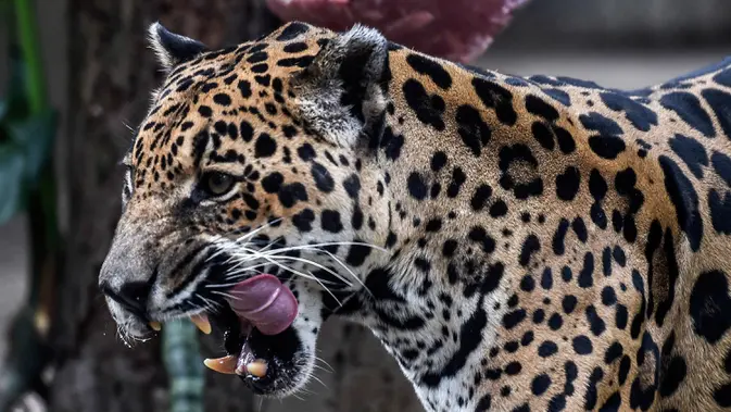Jaguar (panthera onca) setelah menjilat es krim daging di Kebun Binatang Santa Fe di Medellin, Kolombia pada 25 Januari 2020. Para penjaga kebun binatang memberikan es krim khusus pada hewan karena hamparan cuaca yang cukup panas di kota tersebut. (Photo by Joaquin SARMIENTO / AFP)